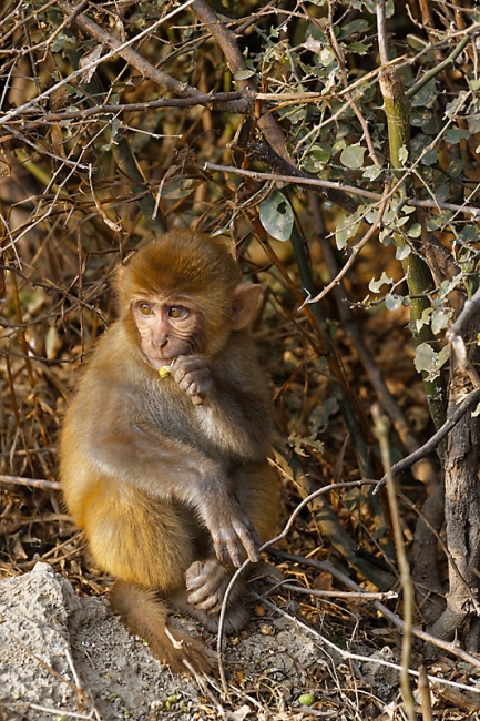 Keoladeo national park-047